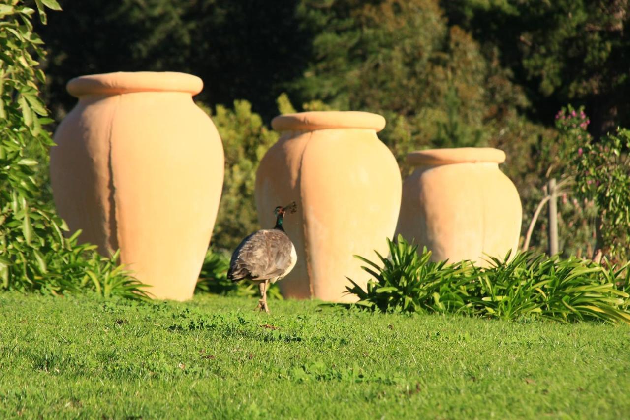 Apricot Gardens Guesthouse Gordonsbaai Buitenkant foto